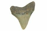 Serrated, Juvenile Megalodon Tooth - North Carolina #356707-1
